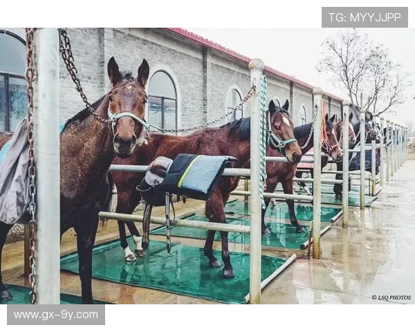 文安足球主场建设规划及周边配套设施提升项目全面启动 文安足球主场建设规划及周边配套设施提升项目全面启动